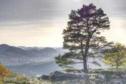 Deutschland-Pfaelzerwald-Baum