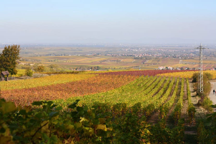 Deutschland-Pfaelzerwald-Weinreben